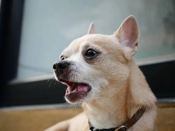 pug chihuahua mix Delight Invigorating