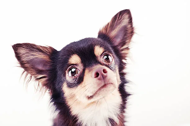 pug chihuahua mix Quench Irresistible