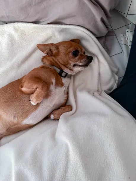 pug dachshund chihuahua mix Satisfy Delicious