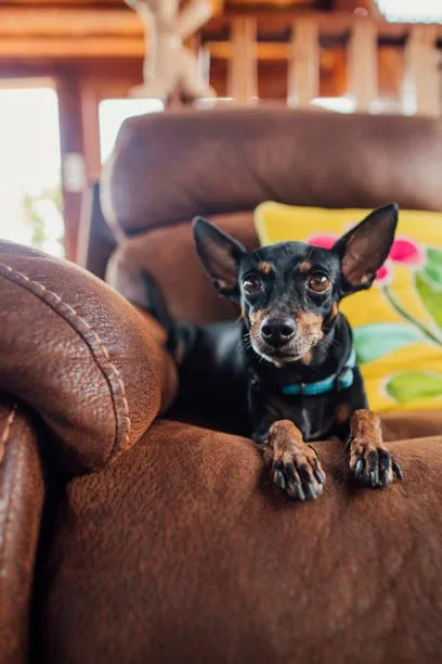 pug dachshund chihuahua mix Celebrate Unique