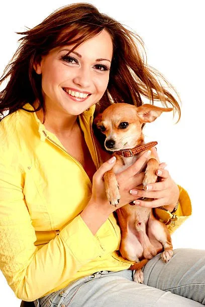 pug dachshund chihuahua mix Savor Sensual