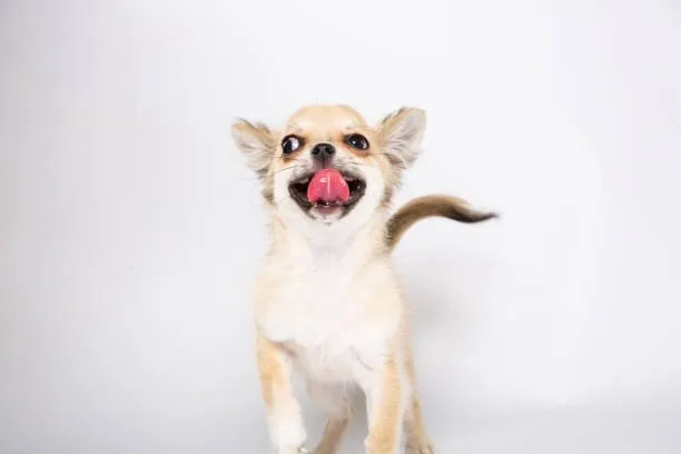  pug long haired chihuahua mix Indulge Elegant