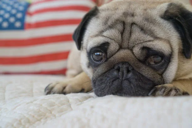 Pugs and chihuahua mix Quench Tasty