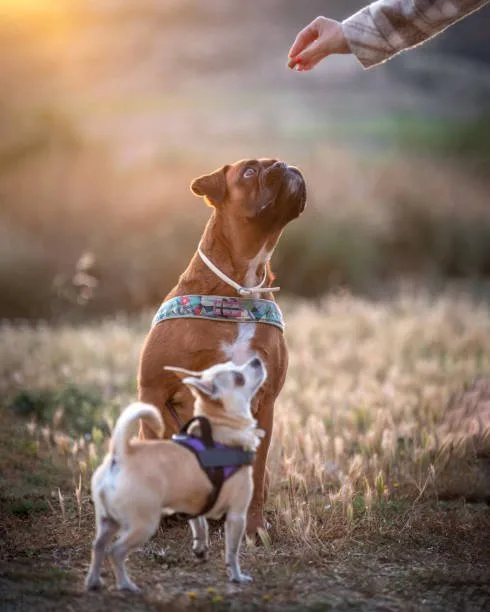Pugs and chihuahua mix Raise Crisp