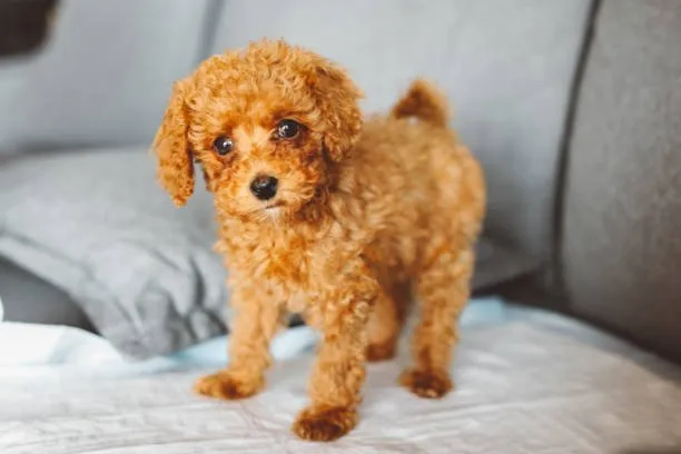  puppy chihuahua poodle mix Partake Delicious