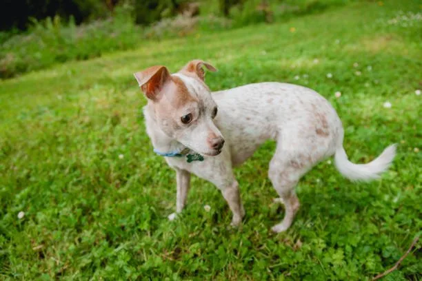  rat terrier and chihuahua mix Mix Frosty
