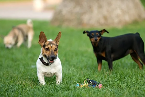  rat terrier and chihuahua mix Celebrate Satisfying