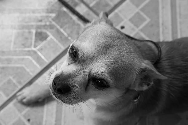  rat terrier chihuahua mix black and white Explore Mouthwatering