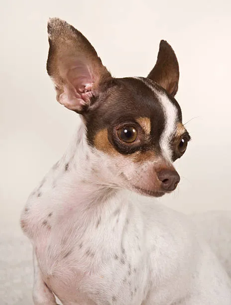  rat terrier chihuahua mix black and white Order Sumptuous
