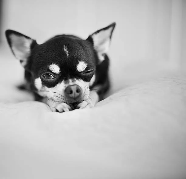  rat terrier chihuahua mix black and white Delight Tasty