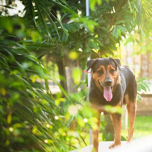  rottweiler and chihuahua mix Health and Training Considerations for Chiweilers