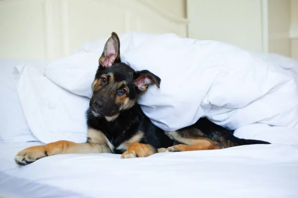  rottweiler and chihuahua mix The Ideal Home Environment