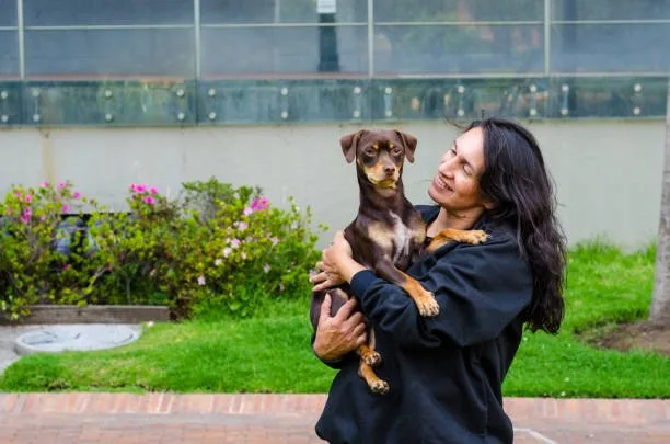  rottweiler and chihuahua mix Summary and Final Thoughts