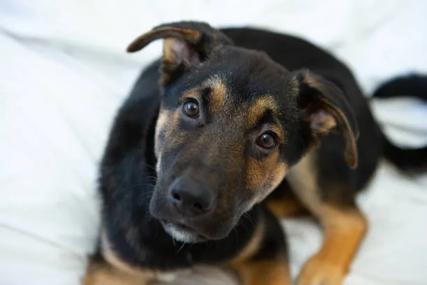  rottweiler and chihuahua mix Living with a Rottweiler Chihuahua Mix
