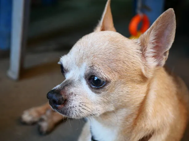  rottweiler and chihuahua mix Health and Lifespan