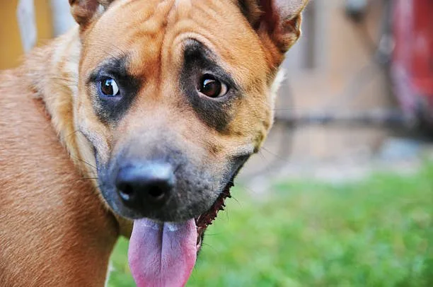  rottweiler and chihuahua mix Responsible Ownership: From Adoption to Care