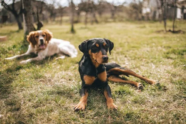  rottweiler and chihuahua mix Training and Socialization