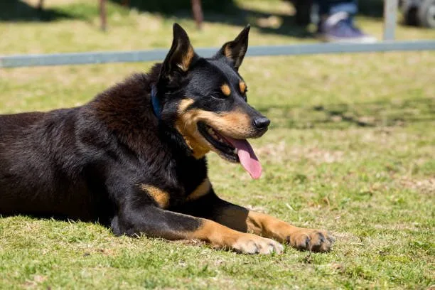  rottweiler and chihuahua mix Temperamental Traits