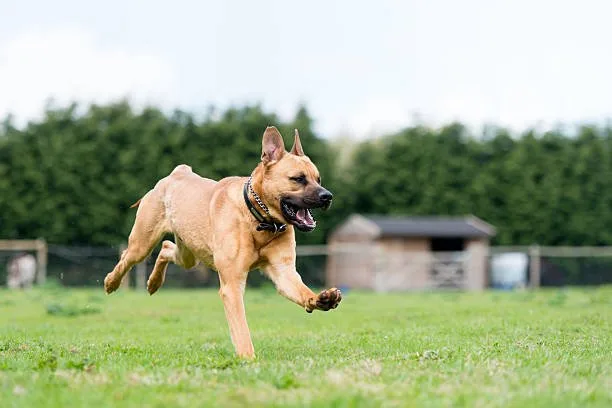 rottweiler chihuahua mix Health and Longevity