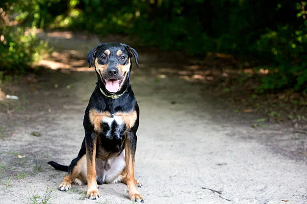 rottweiler chihuahua mix Genetic Aspects of Canine Hybrids