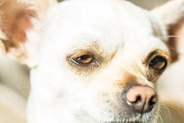 rottweiler chihuahua mix Choosing and Training Your Rottweiler Chihuahua Mix
