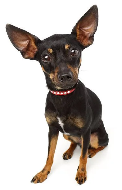 rottweiler chihuahua mix full grown Nutritional Needs and Diet
