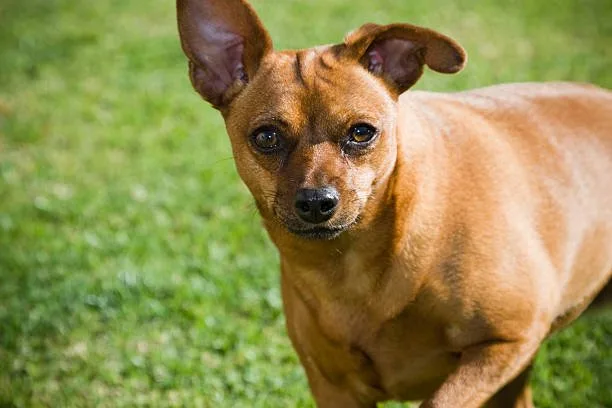 rottweiler chihuahua mix full grown Exercise and Activity Needs