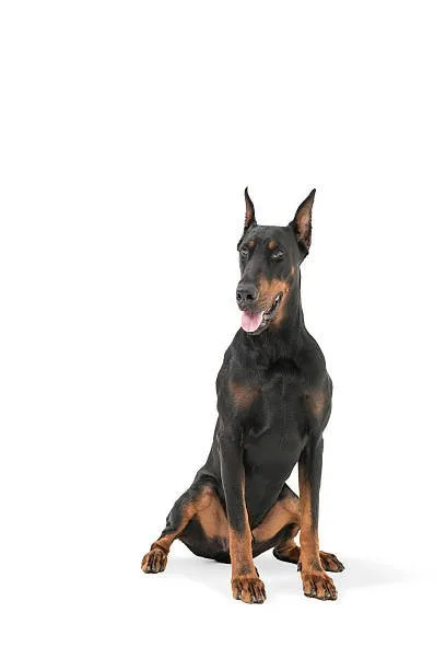 rottweiler chihuahua mix full grown Temperament and Personality Traits