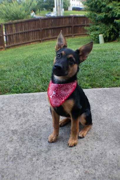 rottweiler chihuahua mix full grown Navigating Adoption and Ongoing Care for Rottweiler-Chihuahua Mixes