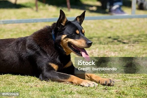 rottweiler chihuahua mix full grown Training and Socialization