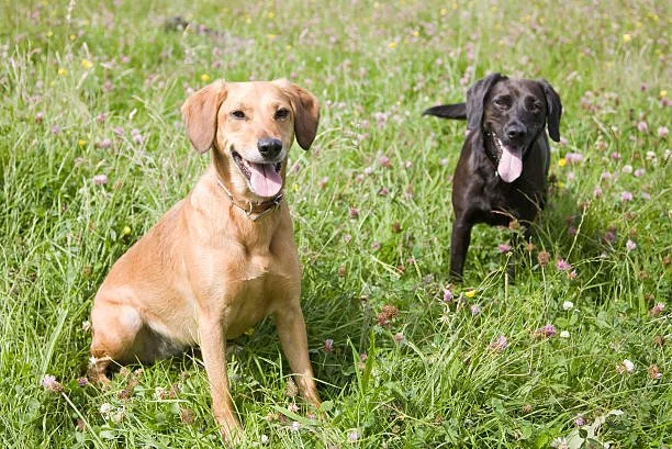 rottweiler chihuahua mix full grown Adoption and Finding a Breeder