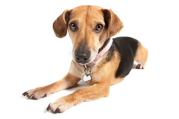 rottweiler chihuahua mix Exercise Requirements