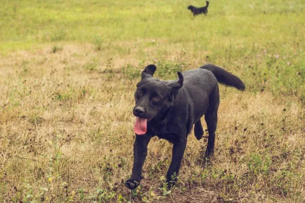 rottweiler chihuahua mix Is the Rottweiler Chihuahua Mix Right for You?