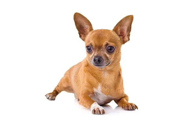  rottweiler mix chihuahua Training and Socializing Your Rottweiler Chihuahua Mix