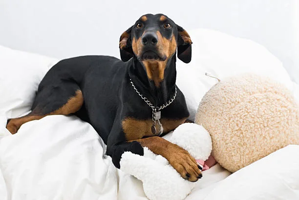  rottweiler mix chihuahua Conclusion: Is a Rottweiler Mix Chihuahua Right for You?