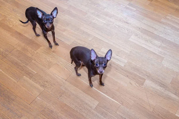  rottweiler mix chihuahua Training and Socialization