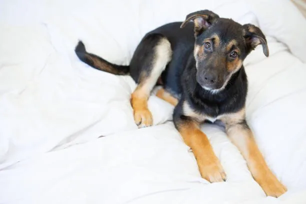  rottweiler mix chihuahua Health and Wellbeing