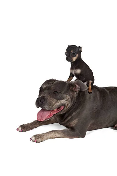  rottweiler mix with chihuahua Health and Lifespan: What to Expect