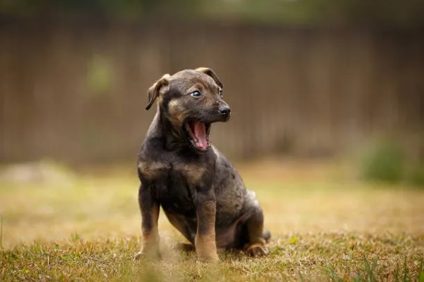  rottweiler mix with chihuahua Adoption and Finding the Right Rottweiler Chihuahua Mix