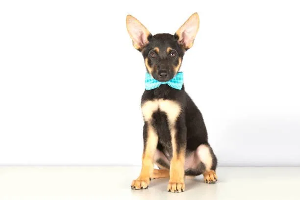  rottweiler mix with chihuahua Training Challenges and Tips