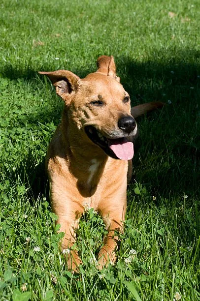  rottweiler mix with chihuahua The Compatibility of a Rottweiler Chihuahua Mix with Families