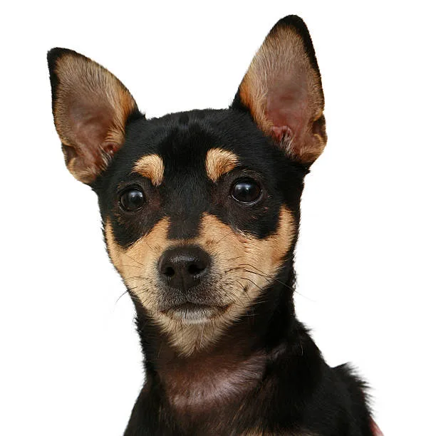  rottweiler mix with chihuahua Training and Behavior: A Balancing Act