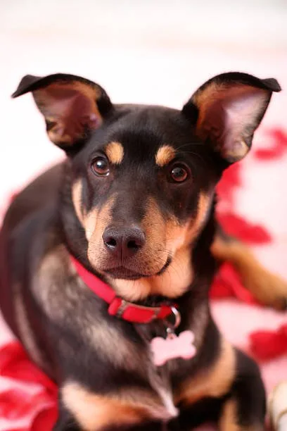  rottweiler mix with chihuahua Grooming and Maintenance