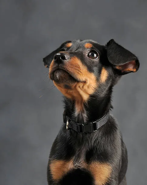  rottweiler mix with chihuahua Feeding a Unique Mix: Dietary Considerations