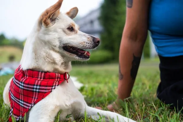 rottweiler mixed chihuahua Conclusion: Is the Rottweiler Chihuahua Mix the Right Pet for You?