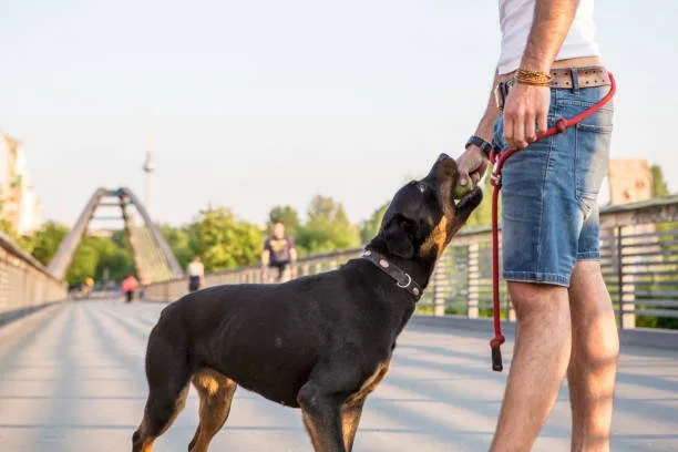 rottweiler mixed chihuahua Designer Dog Dynamics: The Rottweiler-Chihuahua Mix