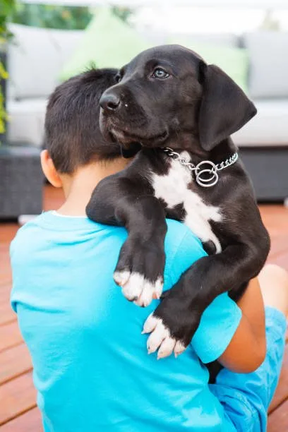 rottweiler mixed chihuahua Training and Socialization