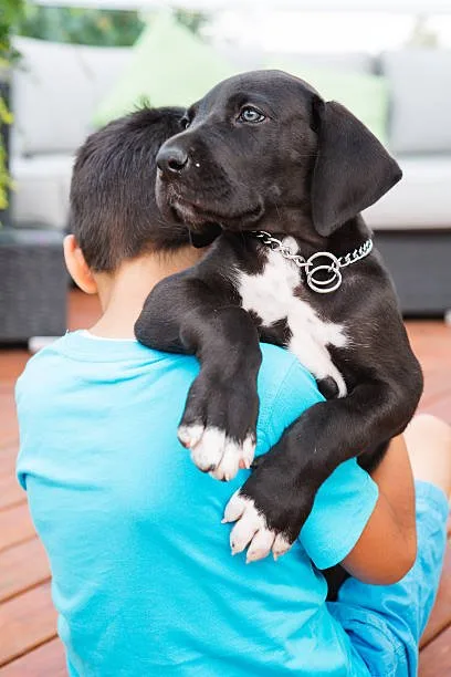rottweiler mixed chihuahua Temperament and Personality