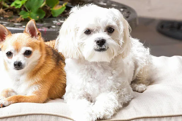  shih tzu chihuahua mix full grown Celebrate Mellow