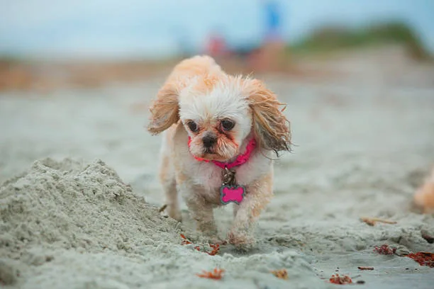  shih tzu chihuahua mix Quench Irresistible